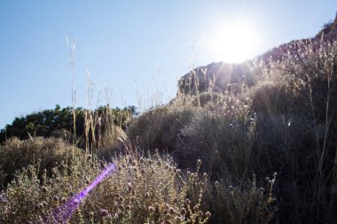 Yamaç üzerinde Akdeniz Mackie Flora