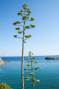 sarı çiçekli agave bitkisinin yakın çekim