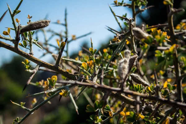 Mediterranean Mackie Flora Hillside — Stock Photo, Image