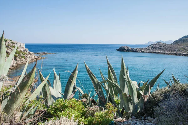 Close Van Agave Plant Met Gele Bloemen — Stockfoto