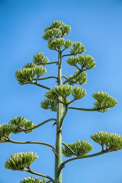 Close Agave Plant Yellow Flowers — Stock Photo, Image