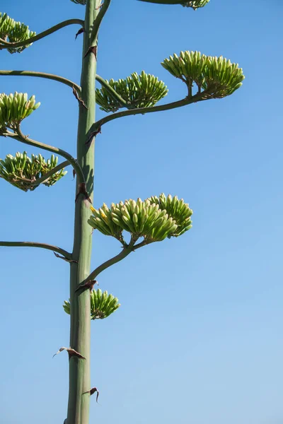 Close Agave Plant Yellow Flowers — Stock Photo, Image