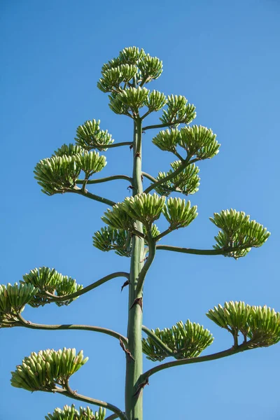 Gros Plan Plante Agave Aux Fleurs Jaunes — Photo