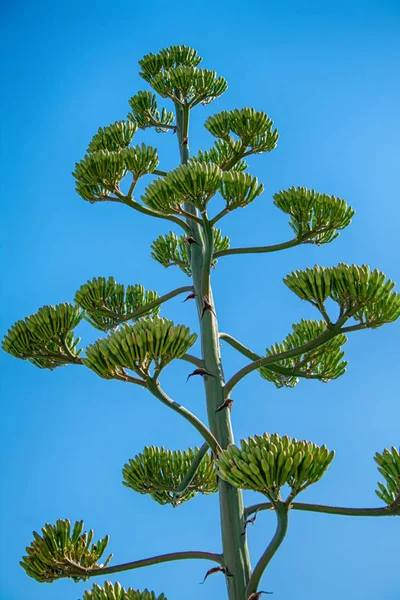 黄色の花とリュウゼツランの植物のクローズ アップ — ストック写真