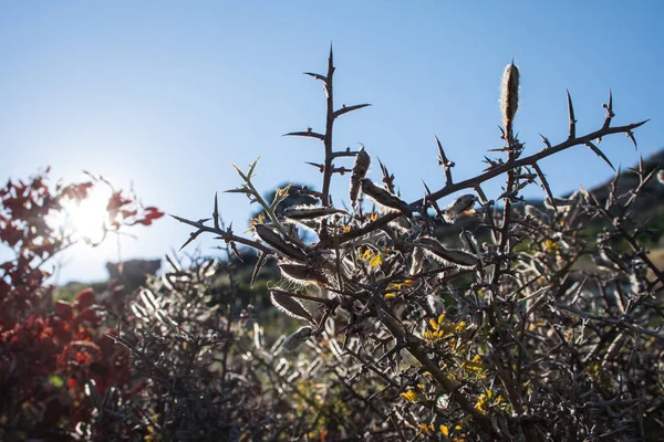 山坡上的地中海花科植物 — 图库照片