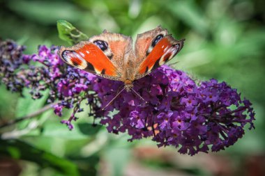 Kelebek çalısı, Buddleia Davidi bahçede ve bir kelebek