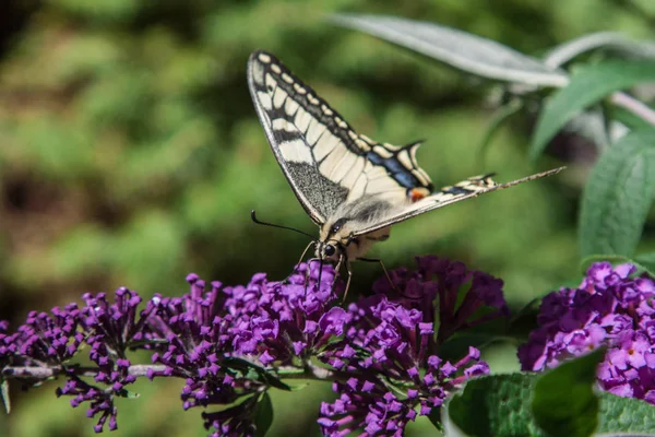 Schmetterlingsstrauch Buddleia Davidii Garten Und Ein Schmetterling — Stockfoto