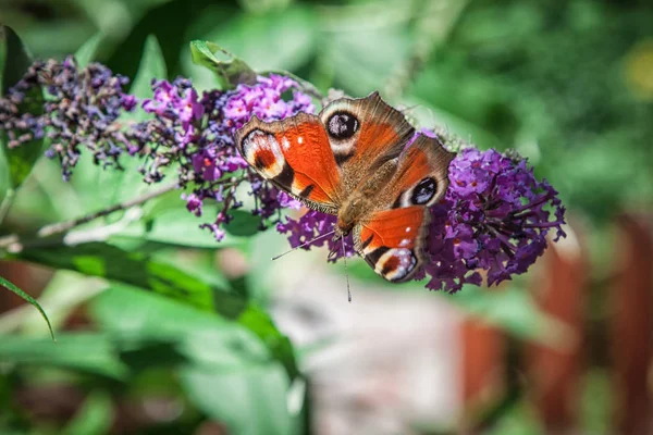 Butterfly Bush Buddleia Davidii Garden Butterfly — Stock Photo, Image
