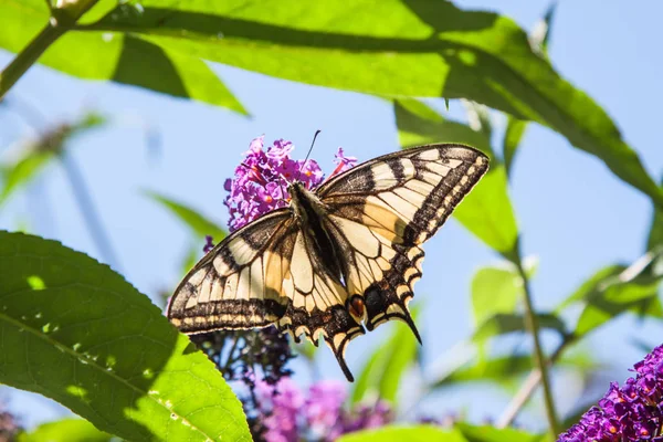 Arbusto Borboleta Buddleia Davidii Jardim Uma Borboleta — Fotografia de Stock