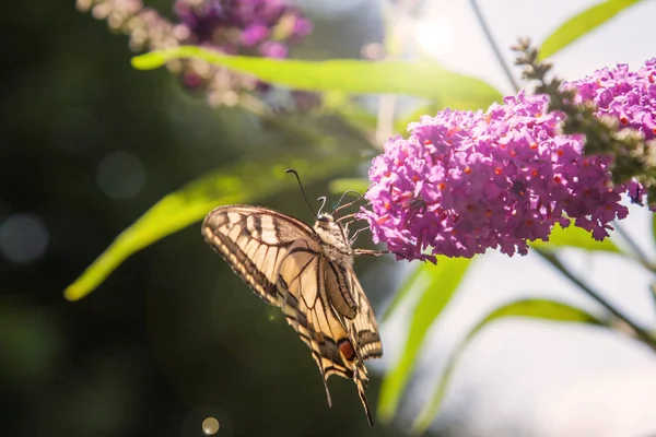 Schmetterlingsstrauch Buddleia Davidii Garten Und Ein Schmetterling — Stockfoto