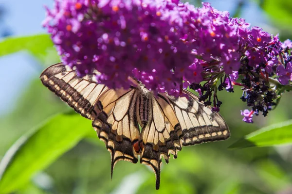 Schmetterlingsstrauch Buddleia Davidii Garten Und Ein Schmetterling — Stockfoto