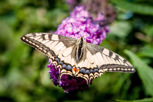 Arbusto Borboleta Buddleia Davidii Jardim Uma Borboleta — Fotografia de Stock