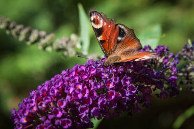 Kelebek çalısı, Buddleia Davidi bahçede ve bir kelebek