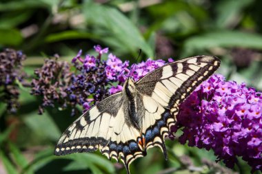 Kelebek çalısı, Buddleia Davidi bahçede ve bir kelebek