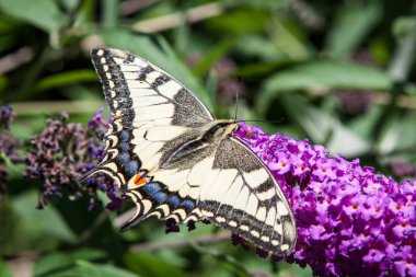 Kelebek çalısı, Buddleia Davidi bahçede ve bir kelebek