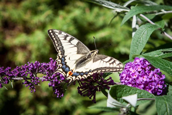 Arbusto Borboleta Buddleia Davidii Jardim Uma Borboleta — Fotografia de Stock