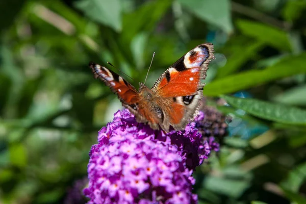 Schmetterlingsstrauch Buddleia Davidii Garten Und Ein Schmetterling — Stockfoto