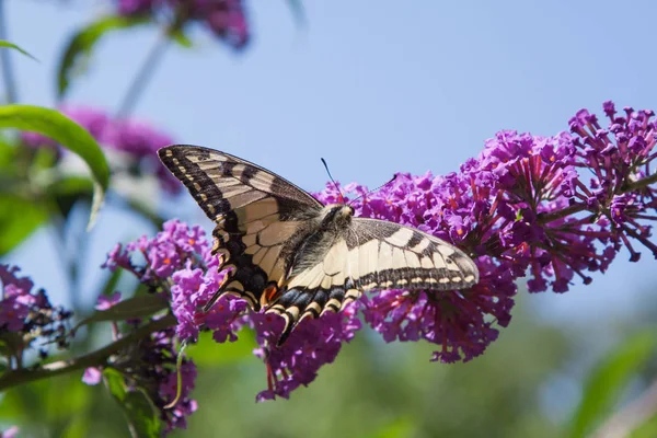 Arbusto Borboleta Buddleia Davidii Jardim Uma Borboleta — Fotografia de Stock