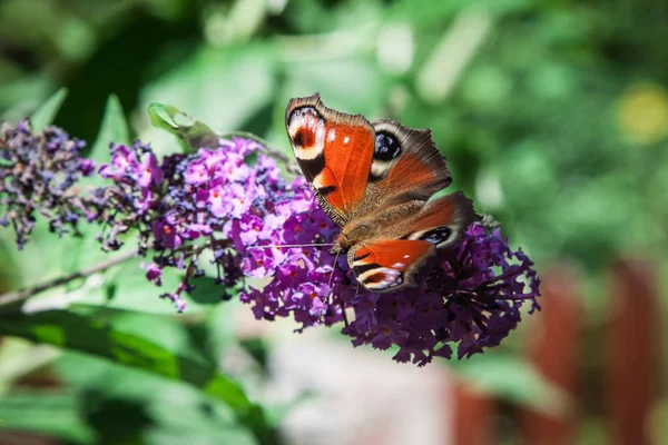 Butterfly Bush Buddleia Davidii Garden Butterfly — Stock Photo, Image