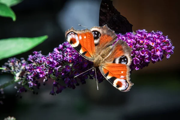 Schmetterlingsstrauch Buddleia Davidii Garten Und Ein Schmetterling — Stockfoto
