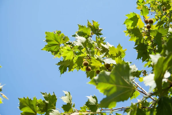 çınar, çınar acerifolia ayrıntı meyve