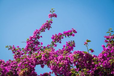 Rodos eski şehirde bir kireçtaşı fort duvar üzerinde basamaklı parlak çiçekler ile renkli çalılar. Boungavilea