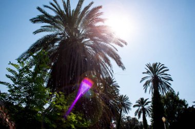 palmiye ağacı, Yunanistan'da Rodos kasabasında hurma