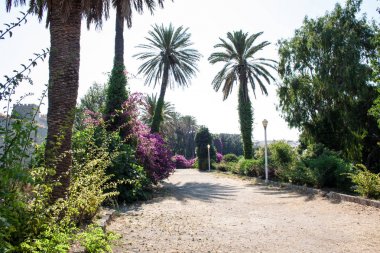 palmiye ağacı, Yunanistan'da Rodos kasabasında hurma