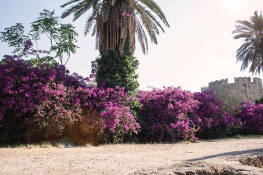 palmiye ağacı, Yunanistan'da Rodos kasabasında hurma