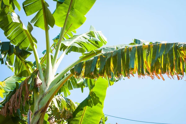 Bunch Ripe Bananas Tree Agricultural Plantation Thailand — Stock Photo, Image