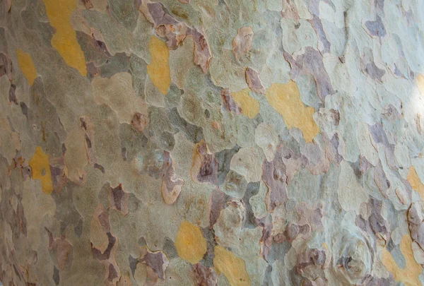 Sycamore Platanus Acerifolia Detail Bark — Stock Photo, Image