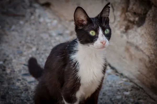 石の上のギリシャの猫 — ストック写真