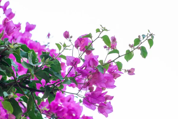 Coloridos Arbustos Con Flores Brillantes Que Caen Cascada Sobre Una — Foto de Stock