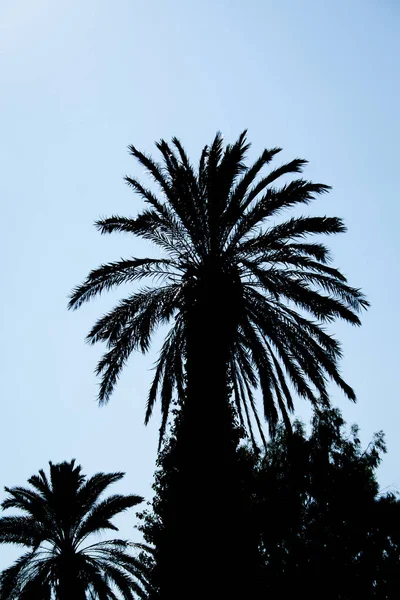 palm tree, date palm in Rhodes town in Greece