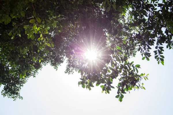 Fukuszweige Mit Blick Die Sonne — Stockfoto