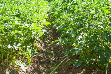 sırayla bir alanda yetiştirilen patates