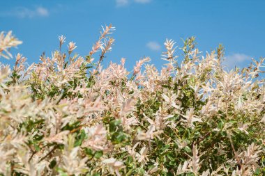 Willow, Salix integra 'Hakura Nishiki'