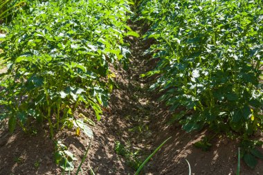 sırayla bir alanda yetiştirilen patates