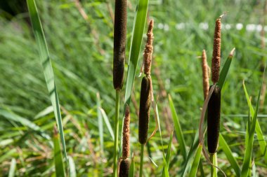 geniş yapraklı cattail, gölette Typha latifolia