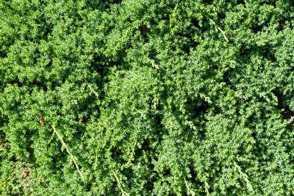 Genévrier Juniperus Procumbens Comme Arrière Plan — Photo