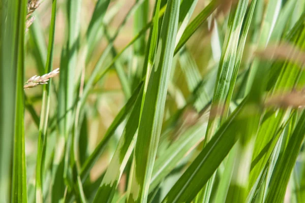 Miscanthus Sinensis Détail Des Feuilles Bord Lac — Photo