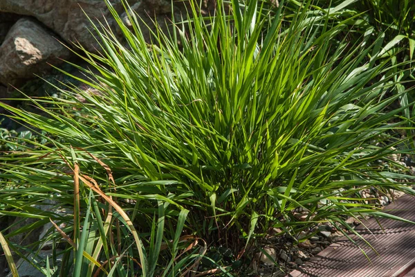 Hakonechloa Macra Jardin Japonais Détail Congé — Photo