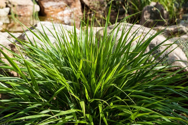 Hakonechloa Macra Japansk Trädgård Detalj Tjänstledighetar — Stockfoto