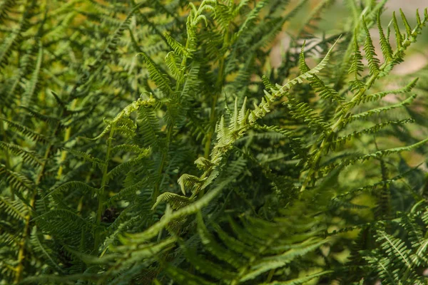 Fougère Mâle Dryopteris Filix Mas Près Eau — Photo