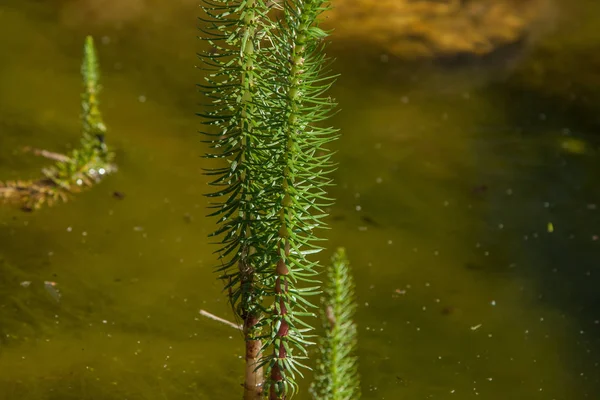 하이푸리스 벌가리스 연못에서 — 스톡 사진