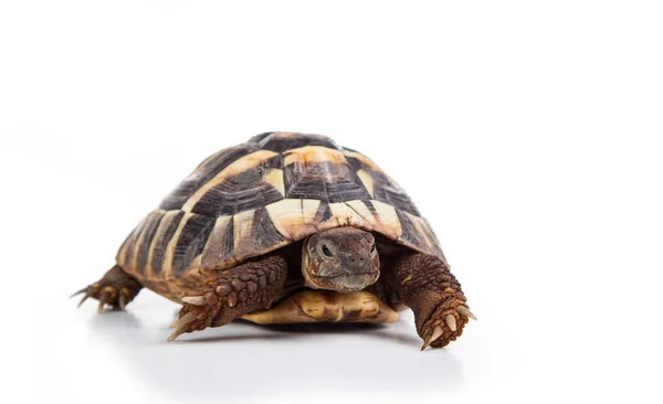 Eastern Hermann Tortoise European Terrestrial Turtle Testudo Hermanni Boettgeri Turtle — Stock Photo, Image