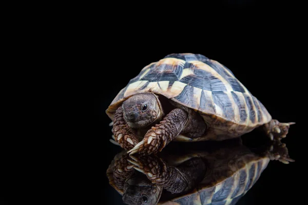 Eastern Hermann Tortoise European Terrestrial Turtle Testudo Hermanni Boettgeri Turtle — Stock Photo, Image