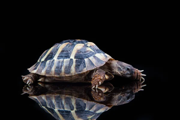 Eastern Hermann Tortoise European Terrestrial Turtle Testudo Hermanni Boettgeri Turtle — Stock Photo, Image