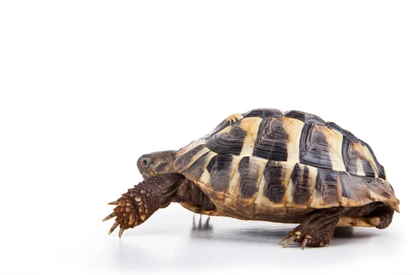 Eastern Hermann Tortoise European Terrestrial Turtle Testudo Hermanni Boettgeri Turtle — Stock Photo, Image