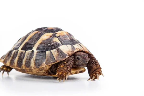 Eastern Hermann Tortoise European Terrestrial Turtle Testudo Hermanni Boettgeri Turtle — Stock Photo, Image